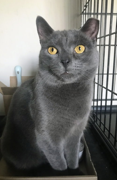 Grayson, Adult Domestic Short Hair / Russian Blue / Mixed (short coat), cat for adoption in Wilkes-Barre, Pennsylvania