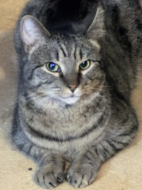 Mira, an adoptable Domestic Short Hair in Allentown, PA