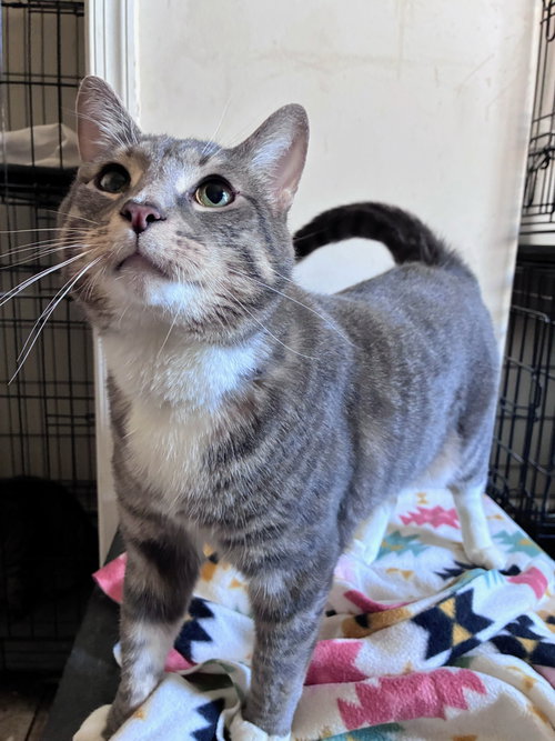 Tank, Adult Domestic Short Hair / Mixed (short coat), cat for adoption in Wilkes-Barre, Pennsylvania