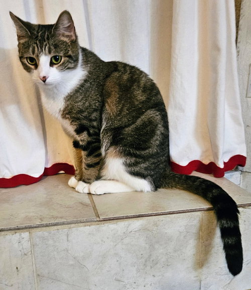Maggie May, Adult Domestic Short Hair / Mixed (short coat), cat for adoption in Wilkes-Barre, Pennsylvania