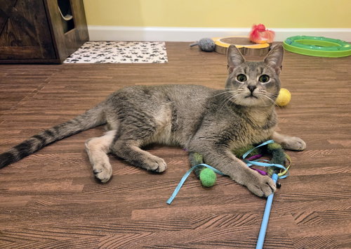 Kelby, an adoptable Domestic Short Hair in Allentown, PA