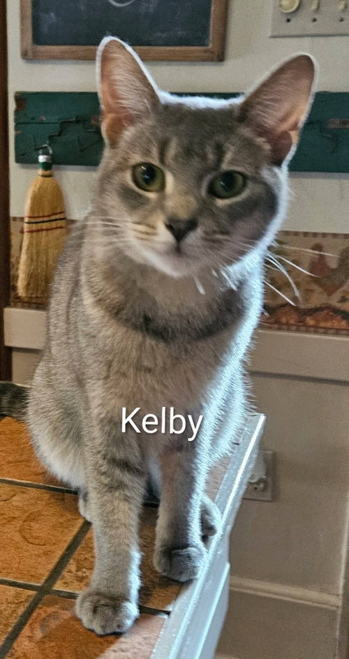 Kelby, a cat for adoption from Tails of Hope Cat Rescue of Eastern PA