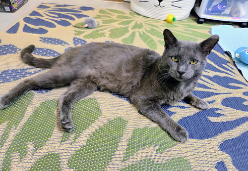Enzo, Adult Domestic Short Hair / Russian Blue / Mixed (short coat), cat for adoption in Wilkes-Barre, Pennsylvania