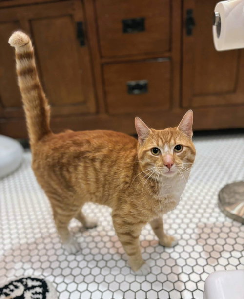 Sunny Day, Young Domestic Short Hair / Mixed (short coat), cat for adoption in Wilkes-Barre, Pennsylvania