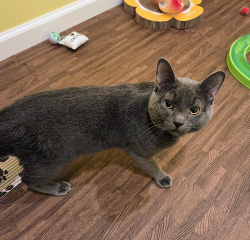 Paw Paw, Adult Domestic Short Hair / Russian Blue / Mixed, cat for adoption in Wilkes-Barre, Pennsylvania