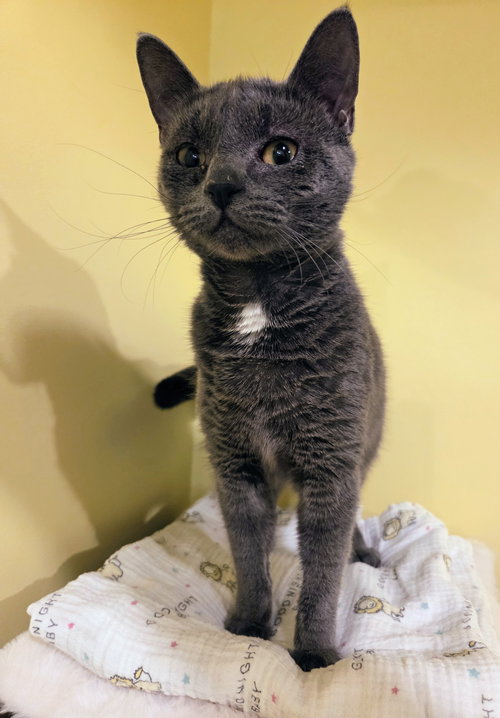 Chicklet Kitten, Baby Domestic Short Hair / Mixed (short coat), cat for adoption in Wilkes-Barre, Pennsylvania