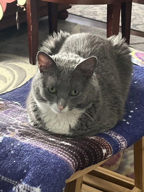 Hope, Adult Domestic Short Hair / Mixed (short coat), cat for adoption in Wilkes-Barre, Pennsylvania