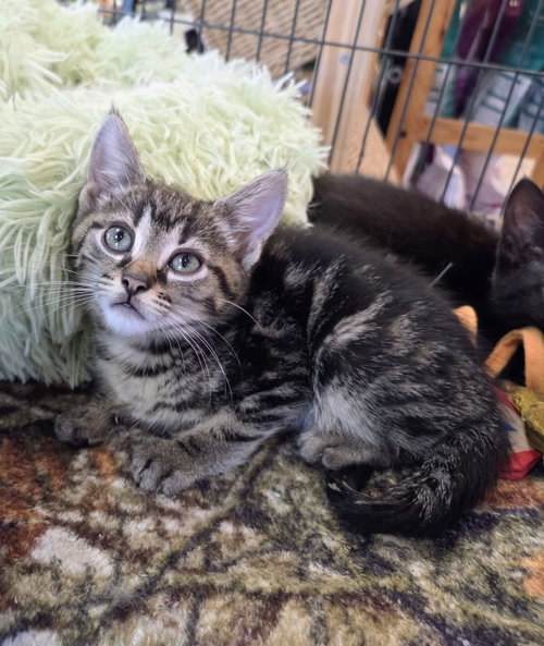 Atlas Kitten