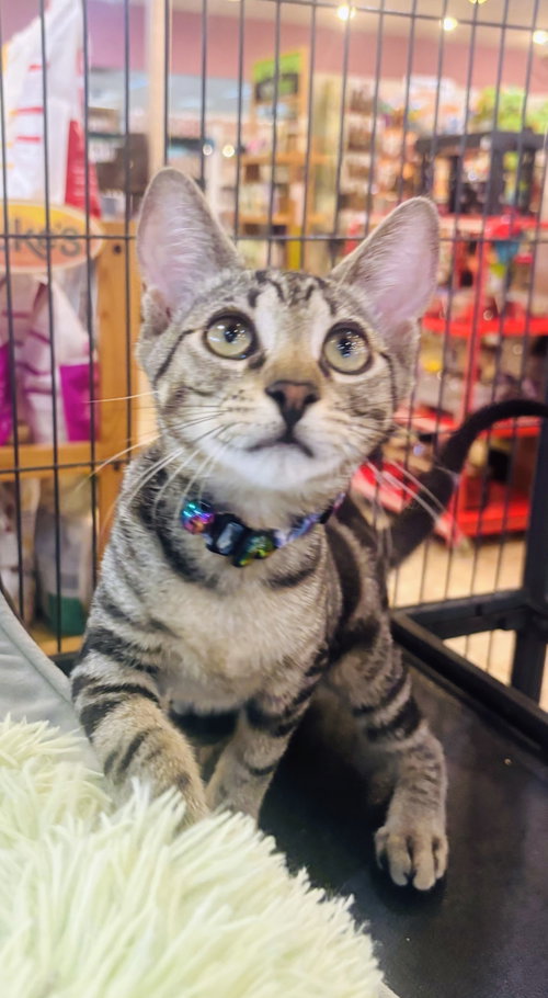 Zephyr (Zebie), an adoptable Domestic Short Hair in Allentown, PA