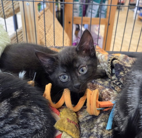 Selene Kitten