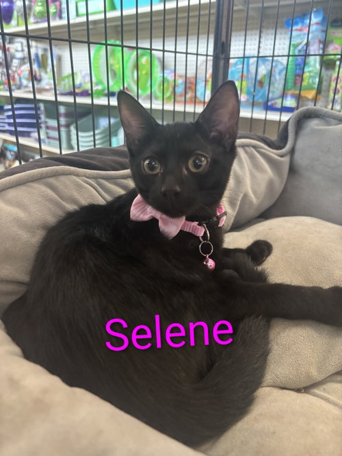 Selene Kitten, an adoptable Domestic Short Hair in Allentown, PA