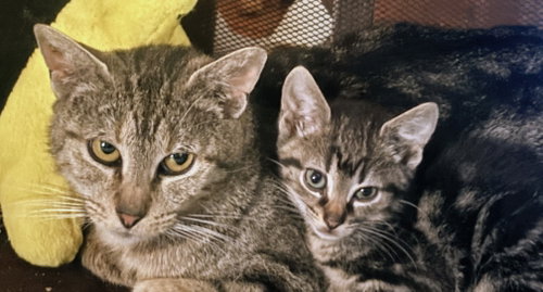 Nyx (mom cat)
