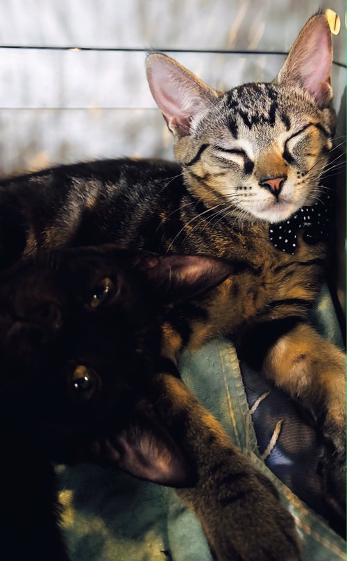 Nyx (mom cat), an adoptable Domestic Short Hair in Allentown, PA