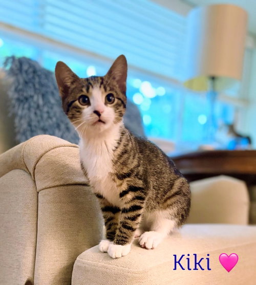 Kiki Kitten, an adoptable Domestic Short Hair in Allentown, PA