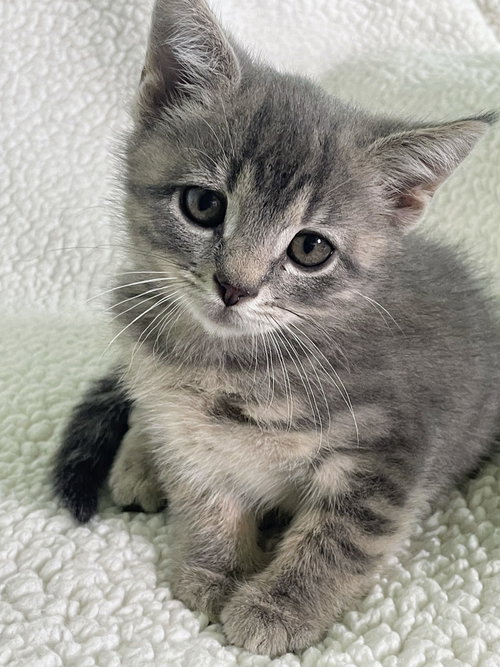 Eucalyptus Kitten, an adoptable Domestic Short Hair in Allentown, PA