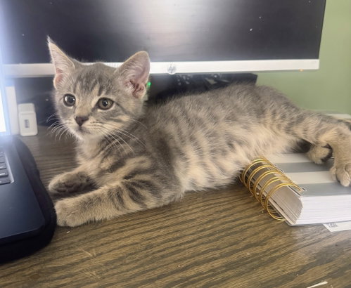 Eucalyptus Kitten, Baby Domestic Short Hair / Mixed (short coat), cat for adoption in Allentown, Pennsylvania