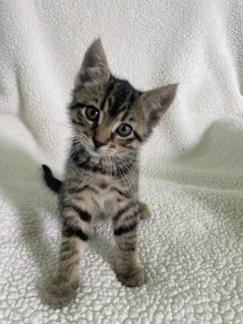 Dill Kitten, an adoptable Domestic Short Hair in Allentown, PA