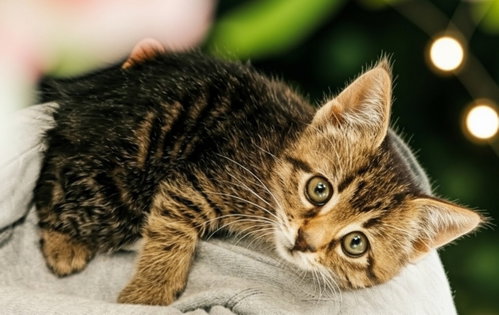 Nala Kitten, an adoptable Domestic Short Hair in Allentown, PA