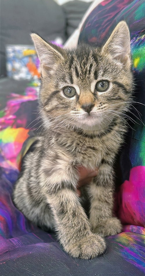 Daisy Kitten, an adoptable Domestic Short Hair in Allentown, PA