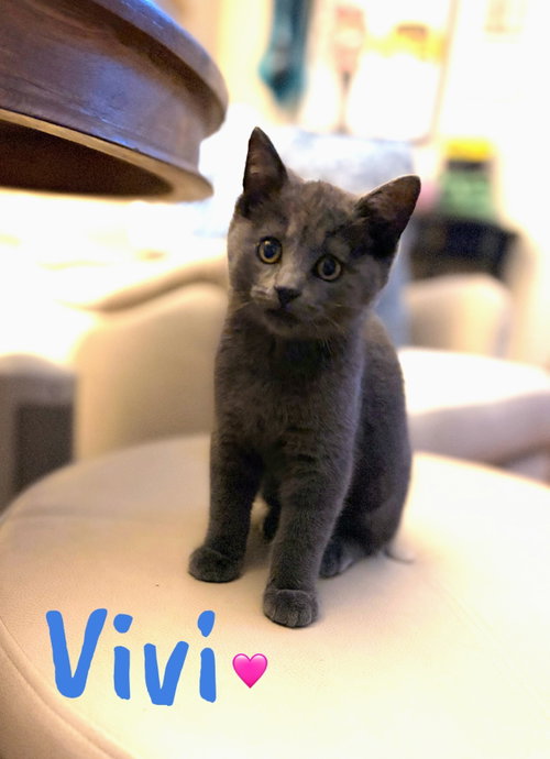 Vivi Kitten, an adoptable Domestic Short Hair in Allentown, PA