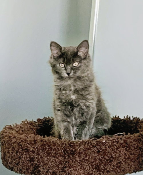 Truffles Kittten