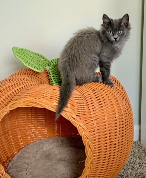 Tootsie Kitten