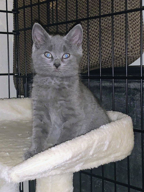 Tuffy Kitten