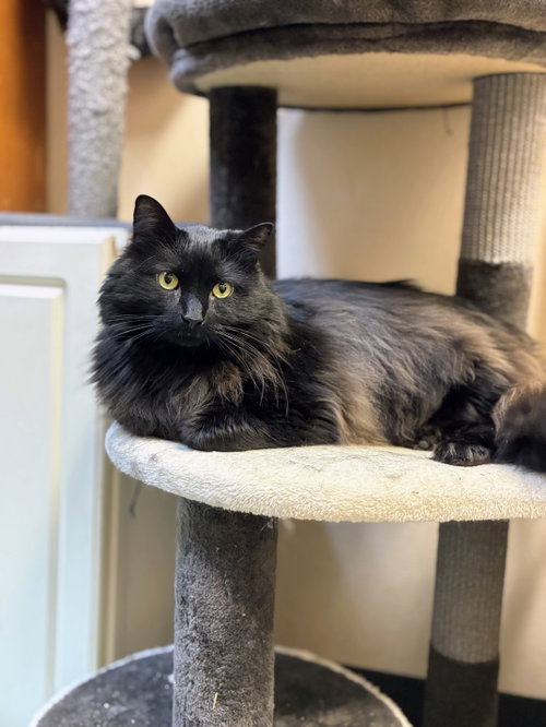 Ash, an adoptable Domestic Long Hair in Allentown, PA