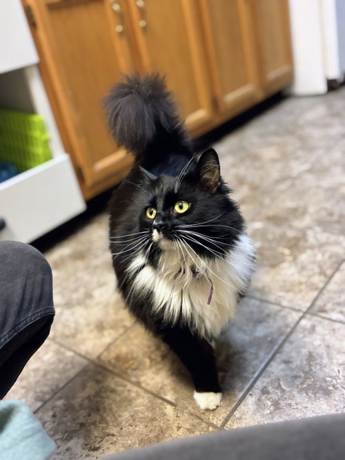 Evee, an adoptable Domestic Long Hair in Allentown, PA