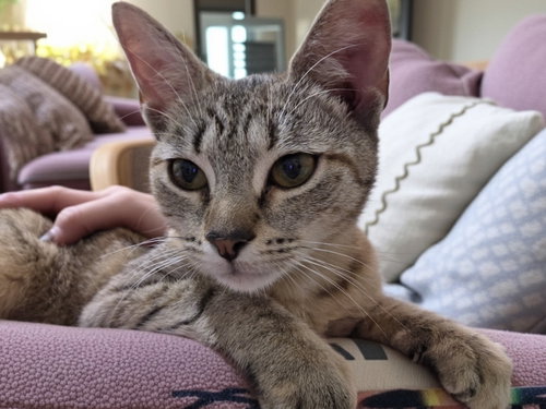 Polly, an adoptable Domestic Short Hair in Allentown, PA