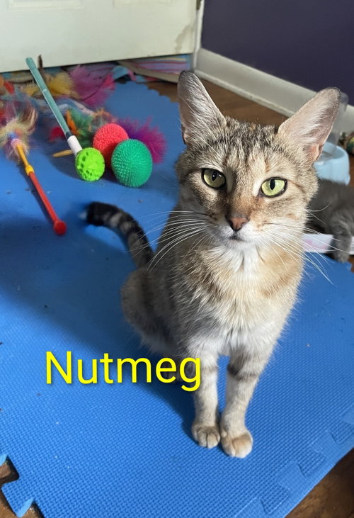 Nutmeg