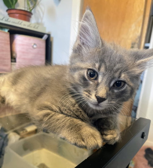 Granola Kitten, an adoptable Domestic Long Hair in Allentown, PA