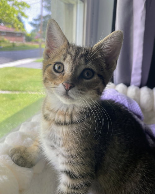 Cinnamon Kitten, an adoptable Domestic Short Hair in Allentown, PA