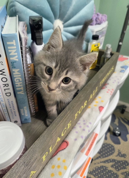 Stormy Kitten, an adoptable Domestic Short Hair in Allentown, PA