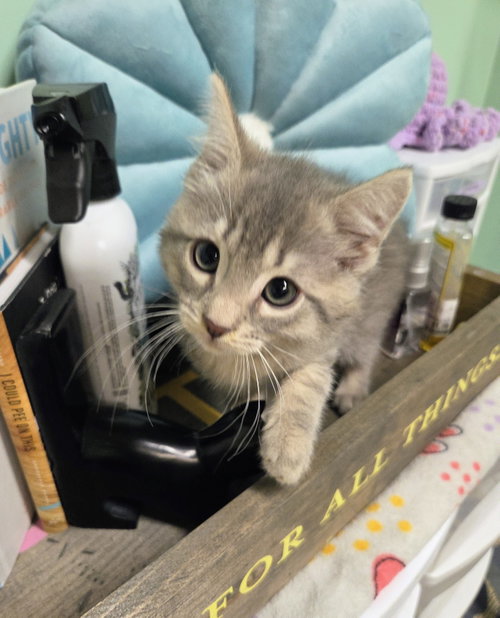Snowy Kitten, an adoptable Domestic Short Hair in Allentown, PA