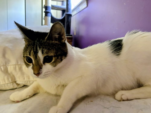 Cassidy, Young Domestic Short Hair / Mixed, cat for adoption in Allentown, Pennsylvania