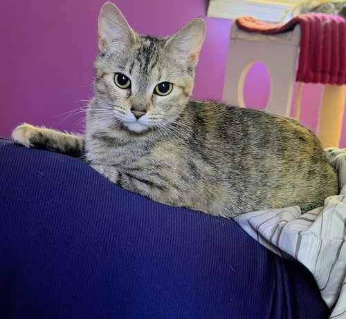 Juliet, Young Domestic Short Hair / Mixed (short coat), cat for adoption in Allentown, Pennsylvania
