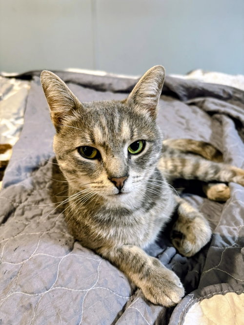 Romeo, an adoptable Domestic Short Hair in Allentown, PA