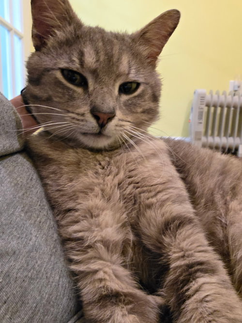 Photo 3 of Romeo