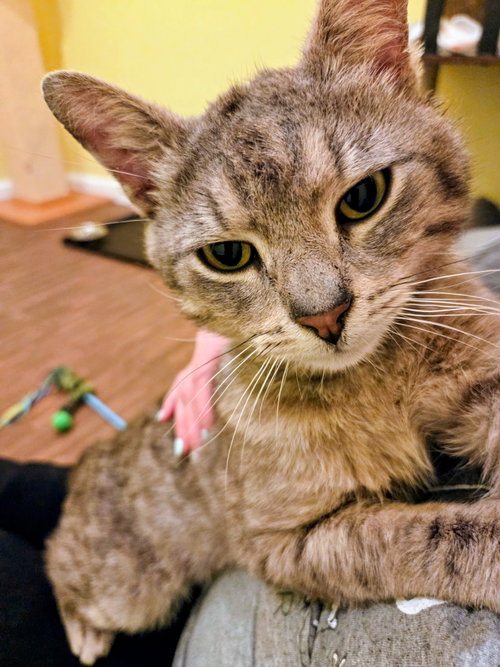 Photo 4 of Romeo