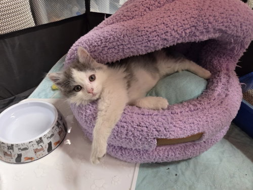 Tika Kitten