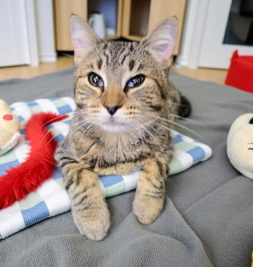 Flopsy, Young Domestic Short Hair / Mixed (short coat), cat for adoption in Allentown, Pennsylvania