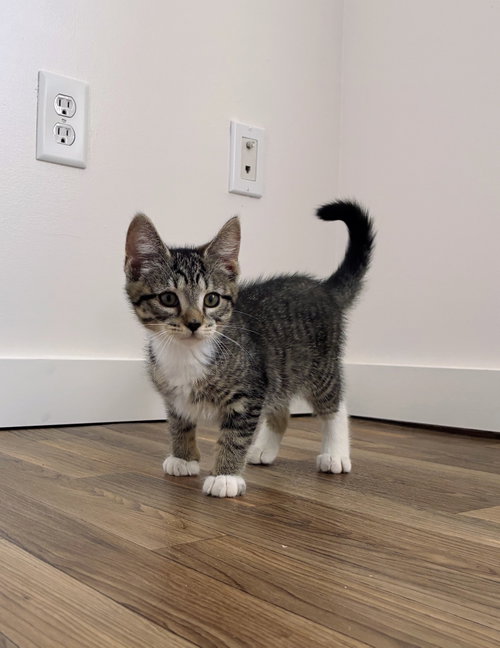 Holly Kitten, an adoptable Domestic Short Hair in Allentown, PA