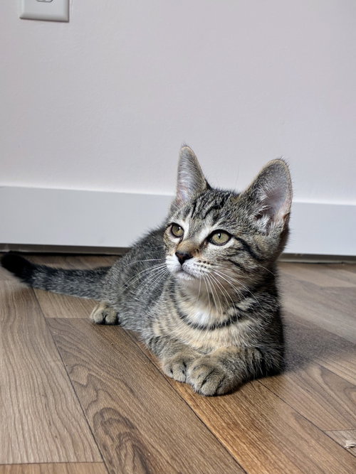 Lolly Kitten, an adoptable Domestic Short Hair in Allentown, PA