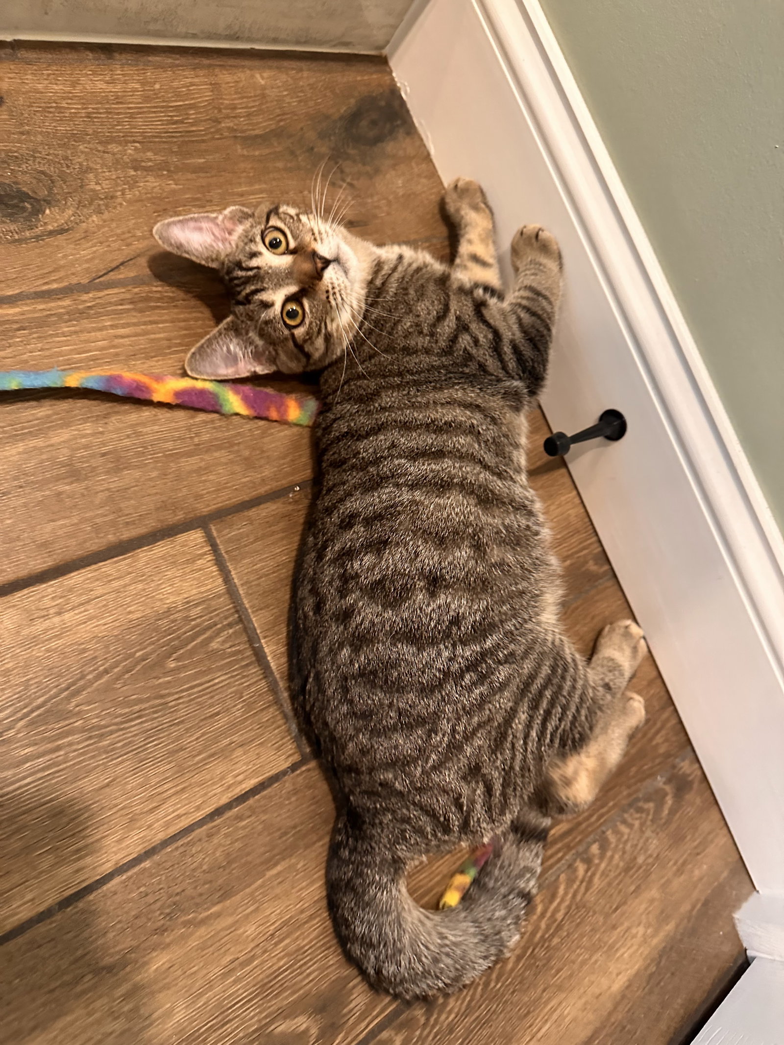 Lolly Kitten, Domestic Short Hair