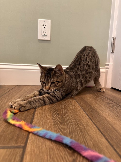 Photo 2 of Lolly Kitten