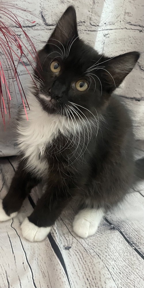 Macaroni Kitten, an adoptable Domestic Long Hair in Allentown, PA