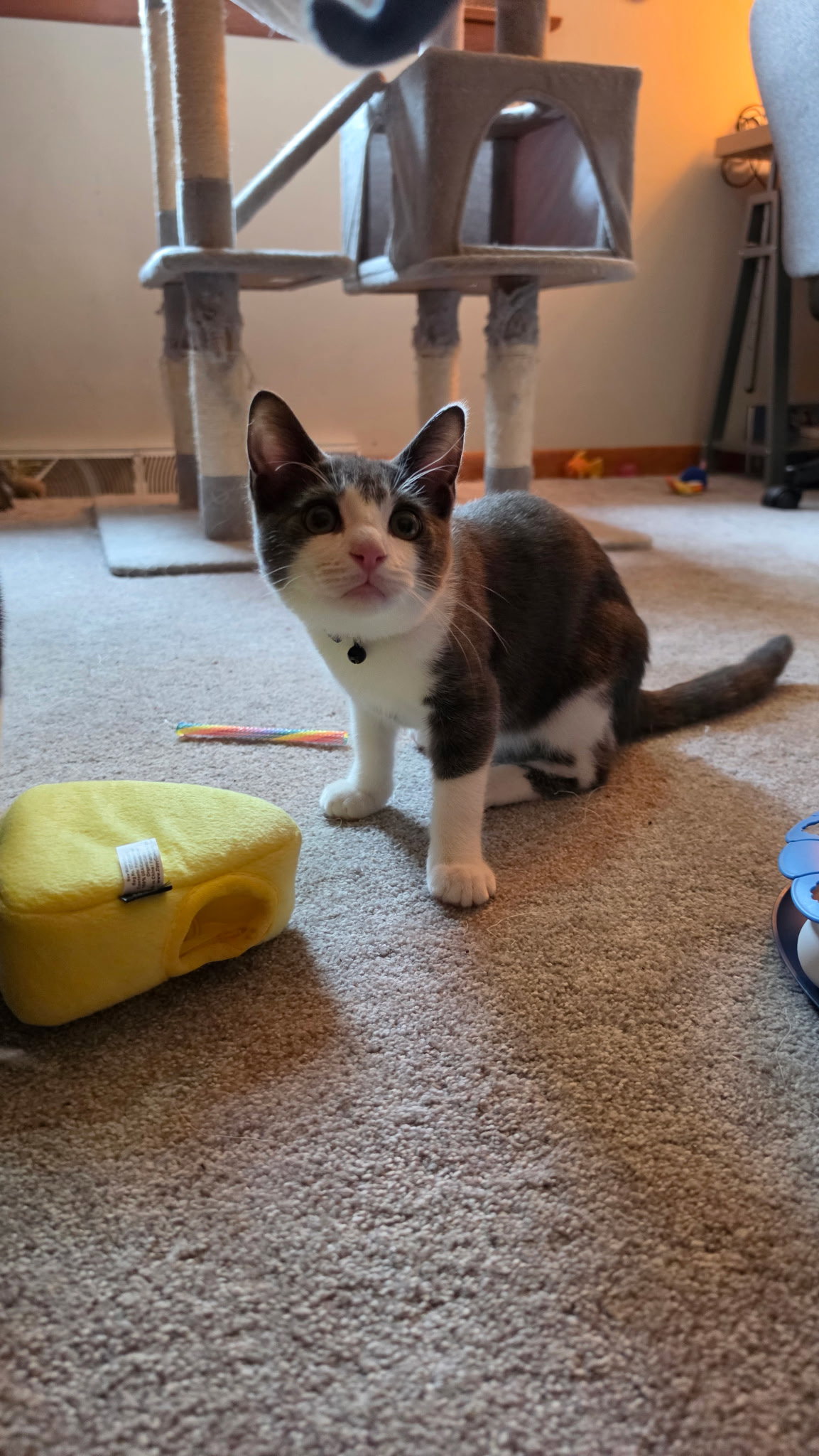Ziggy Kitten, Domestic Short Hair