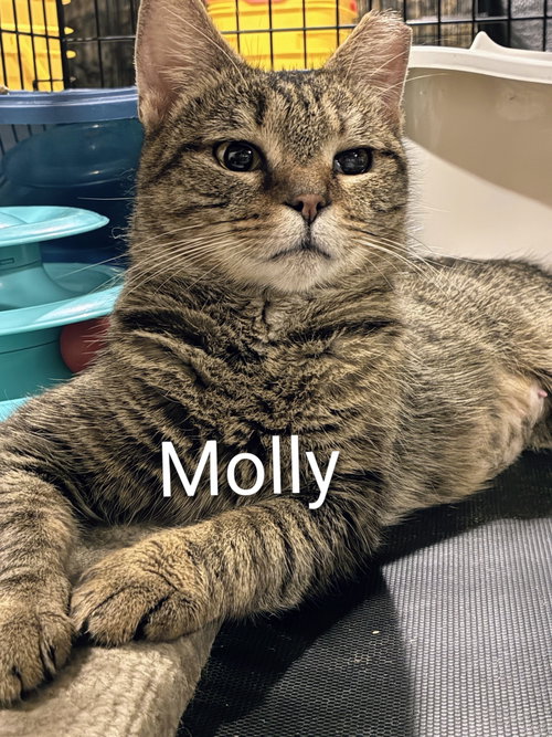 Molly, a cat for adoption from Tails of Hope Cat Rescue of Eastern PA