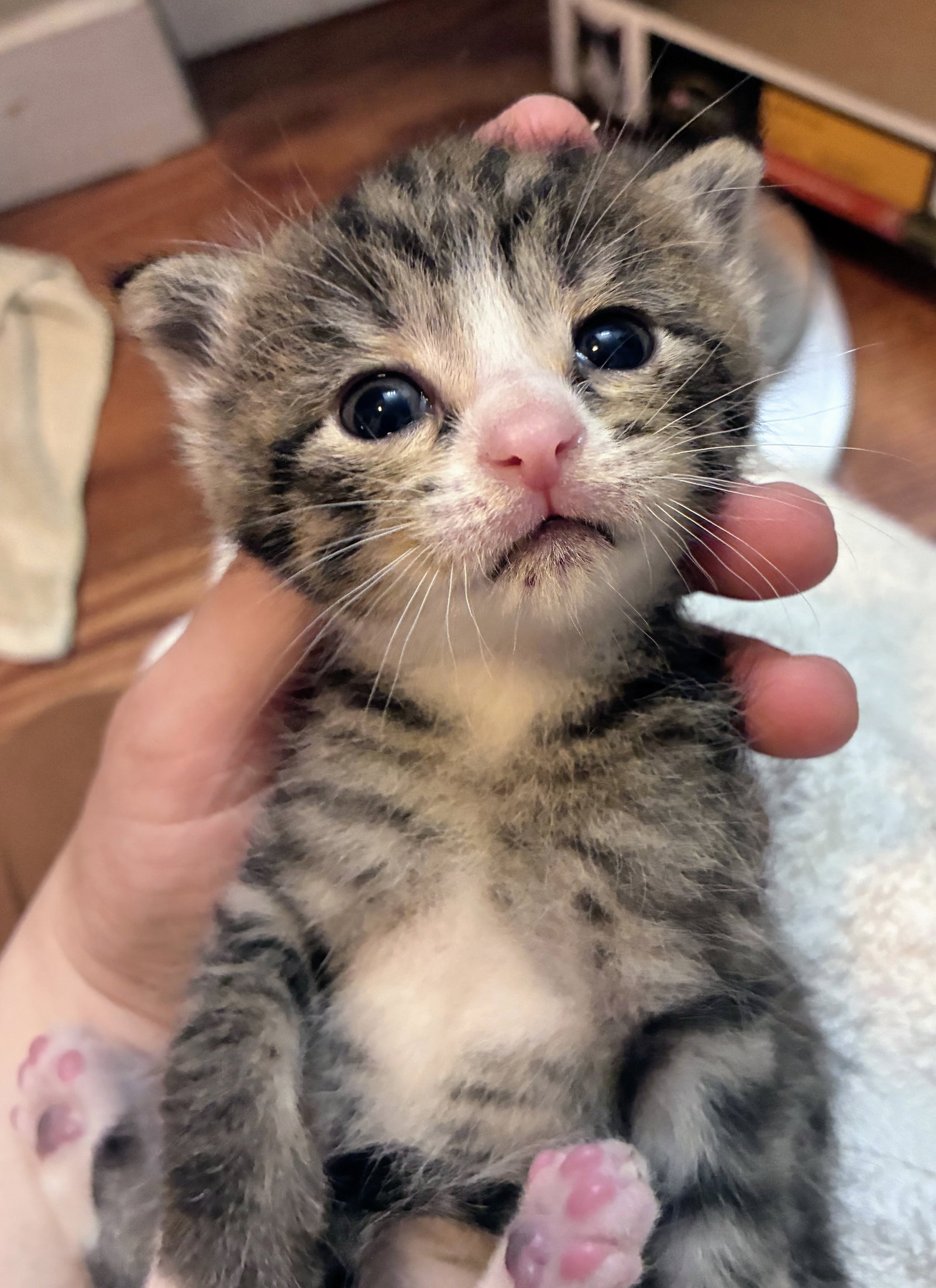 Peach Kitten, photo 5